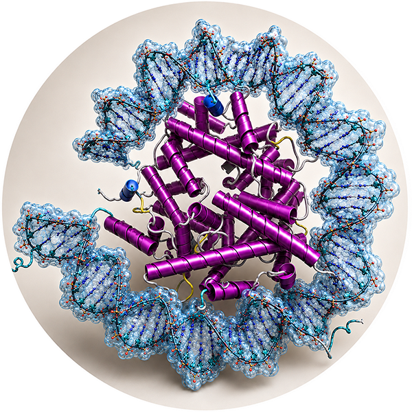 Nucleosome architecture and strongly bent DNA.