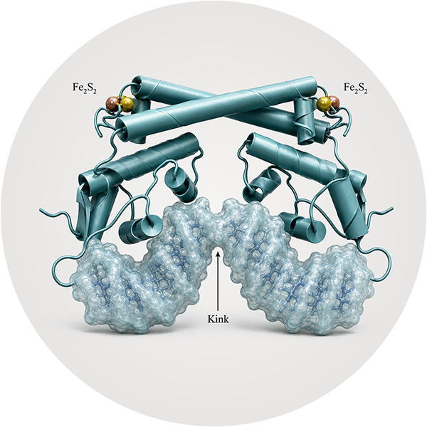 Transcription-factor–DNA structural modeling.